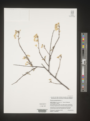 Prunus pensylvanica image