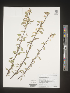 Prunus pensylvanica image