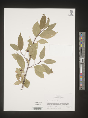 Prunus pensylvanica image