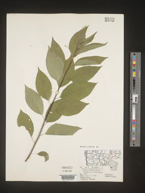 Prunus pensylvanica image