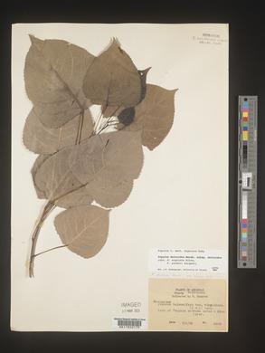 Populus deltoides subsp. deltoides image