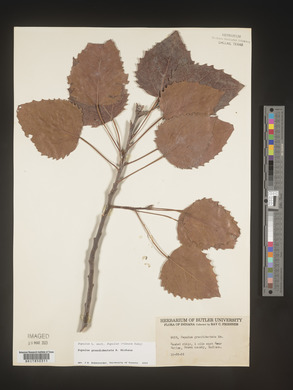 Populus grandidentata image