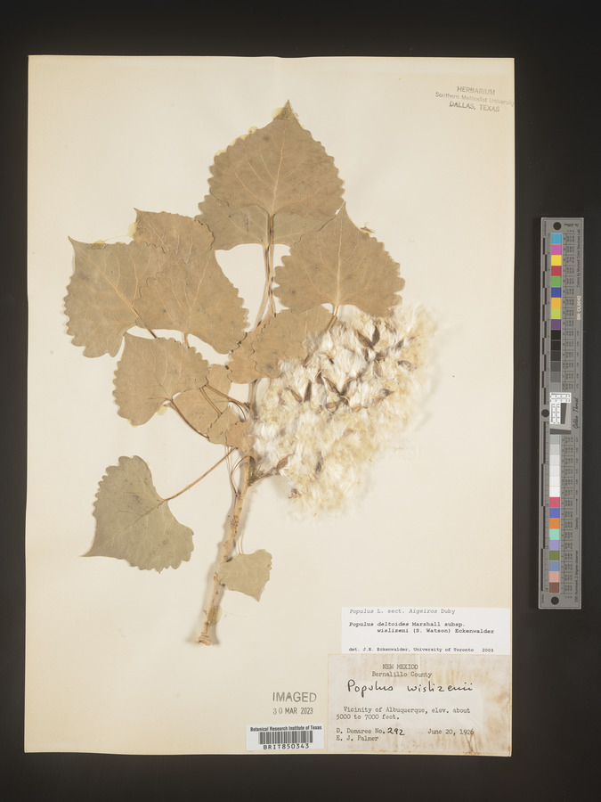 Populus deltoides subsp. wislizenii image