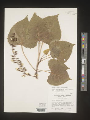 Populus deltoides subsp. deltoides image