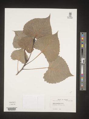 Populus deltoides subsp. deltoides image