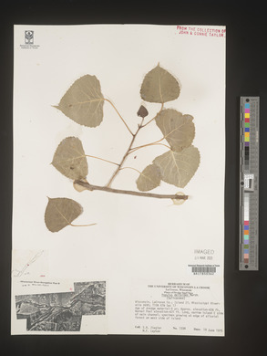 Populus deltoides subsp. deltoides image