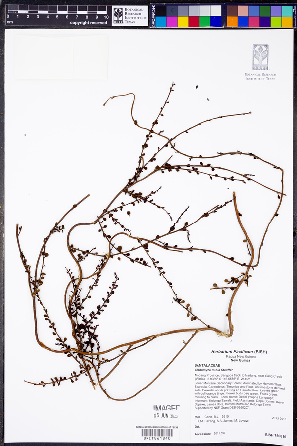 Cladomyza dubia image