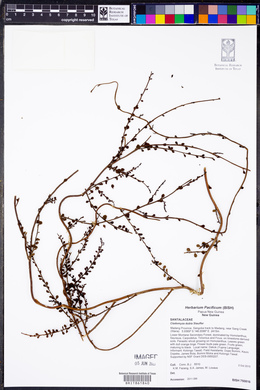 Image of Cladomyza dubia