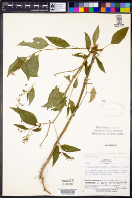 Circaea canadensis image