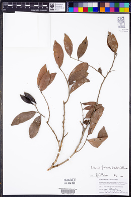 Angelesia fusicarpa image