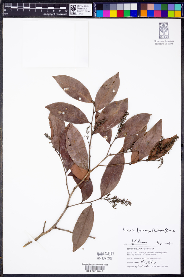 Angelesia fusicarpa image