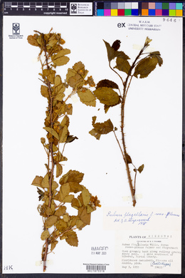 Rubus flagellaris image