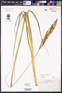 Spartina pectinata image