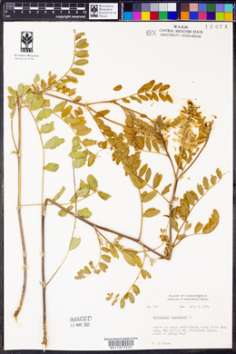 Astragalus canadensis image