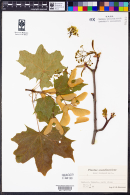 Acer platanoides image