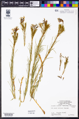 Amsonia ciliata var. filifolia image