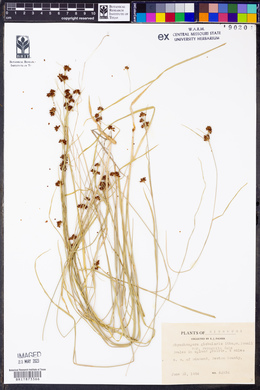 Rhynchospora globularis image