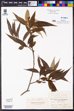 Salix alba image