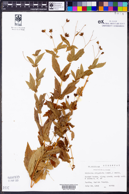 Gillenia stipulata image