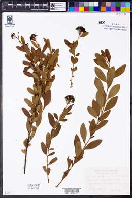 Ceanothus herbaceus image