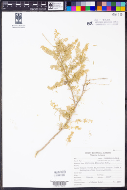 Atriplex linearis image