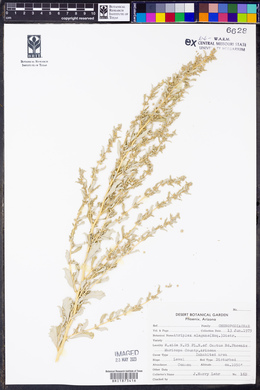 Atriplex elegans image