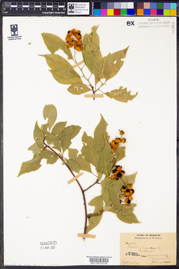 Celastrus scandens image