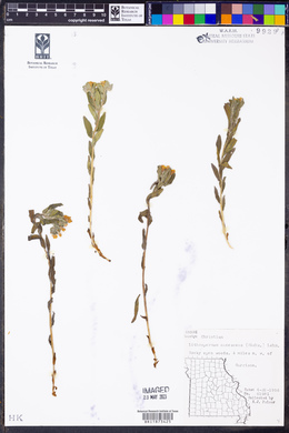 Lithospermum canescens image