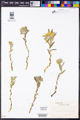 Lithospermum canescens image