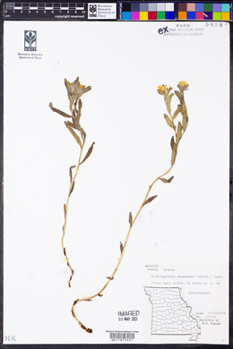 Lithospermum canescens image