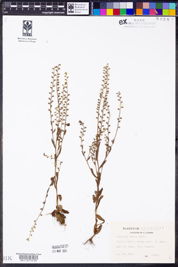 Myosotis verna image