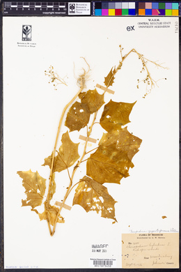 Chenopodiastrum simplex image