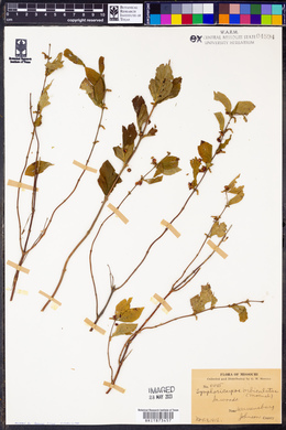 Symphoricarpos orbiculatus image