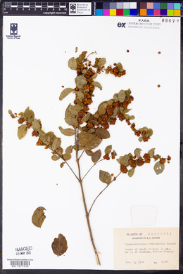 Symphoricarpos orbiculatus image