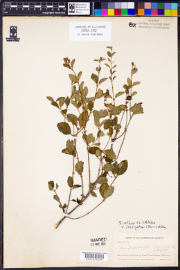 Symphoricarpos albus image