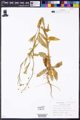 Camelina microcarpa image