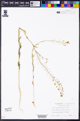 Camelina microcarpa image