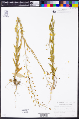 Camelina microcarpa image