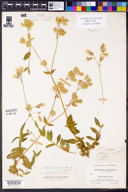 Silene vulgaris image