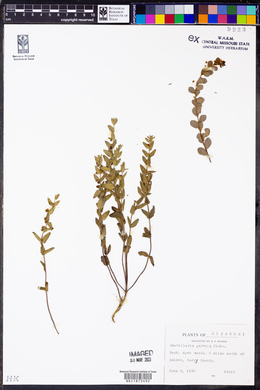 Scutellaria parvula image