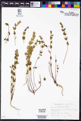 Scutellaria parvula image