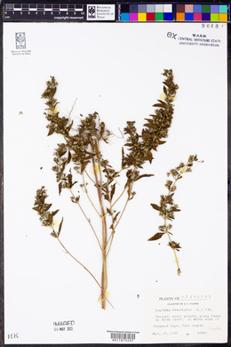 Trichostema coeruleum image