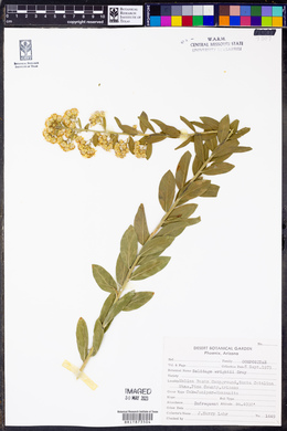 Solidago wrightii image