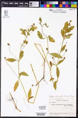 Phyla lanceolata image