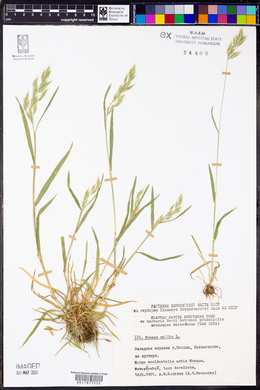 Bromus hordeaceus subsp. hordeaceus image