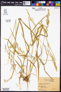 Bromus secalinus image