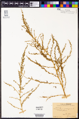 Amaranthus graecizans image