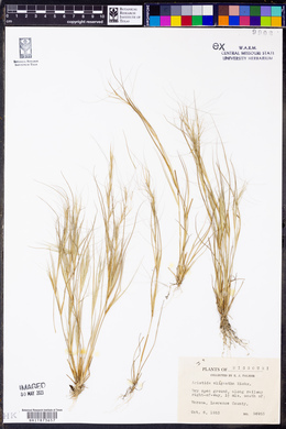 Aristida oligantha image