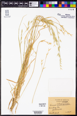 Bromus catharticus image