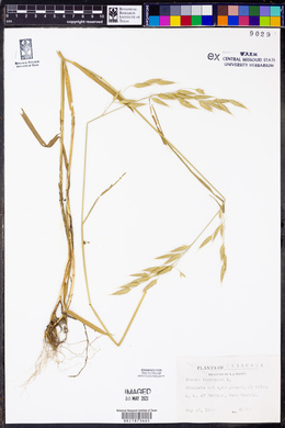 Bromus racemosus image